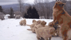 你距离真正的繁殖，差的可不只是钱-7.gif