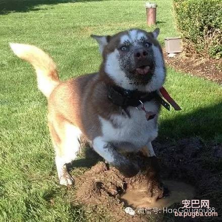 狗狗要是嗨起来，主人真是没招儿没招儿的-2.jpeg