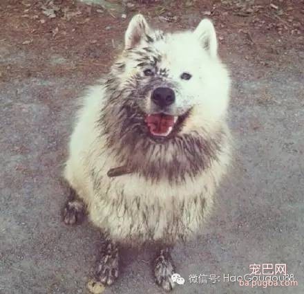 狗狗要是嗨起来，主人真是没招儿没招儿的-1.jpeg