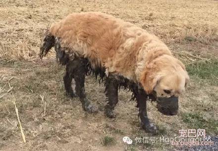 狗狗要是嗨起来，主人真是没招儿没招儿的-8.jpeg
