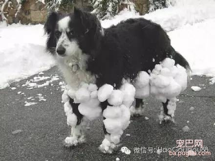 狗狗要是嗨起来，主人真是没招儿没招儿的-10.jpeg