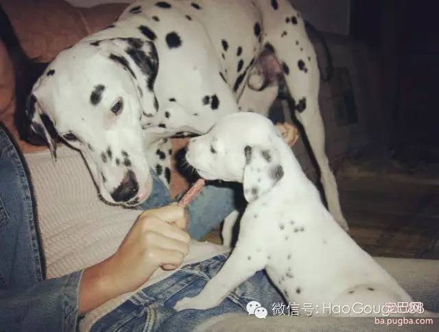 世界上唯有这种爱不可被辜负，无关物种、种族……-4.jpeg