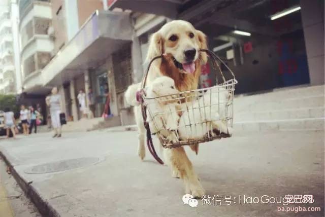 世界上唯有这种爱不可被辜负，无关物种、种族……-6.jpeg