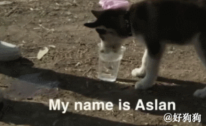 战争令他流离失所，他却依然带着狗狗寻找新家-1.gif