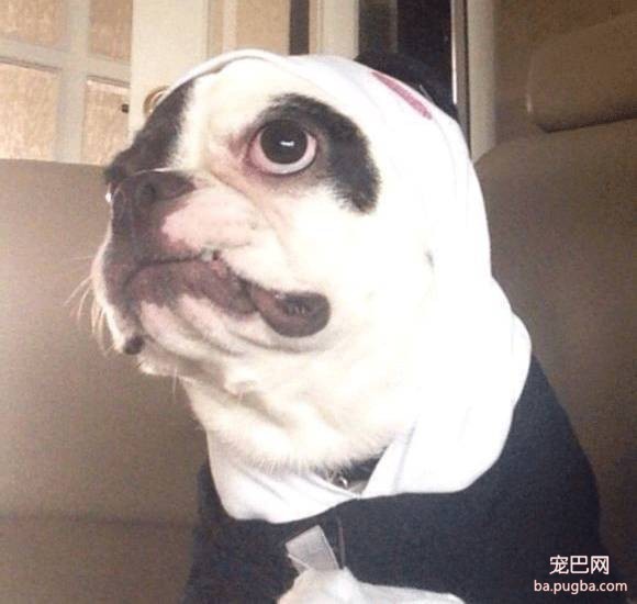 崔始源的法斗咬伤邻居致死，牵个绳就这么难？！-25.jpeg