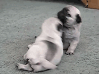 这个世界有种萌，你连看都不敢看-3.gif