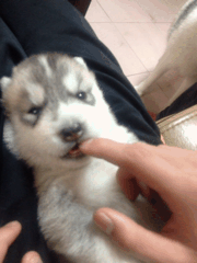 这个世界有种萌，你连看都不敢看-2.gif