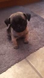 这个世界有种萌，你连看都不敢看-1.gif