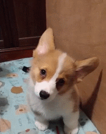 这个世界有种萌，你连看都不敢看-4.gif