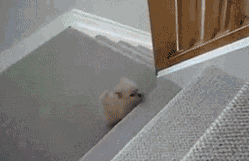 这个世界有种萌，你连看都不敢看-6.gif