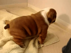 这个世界有种萌，你连看都不敢看-9.gif