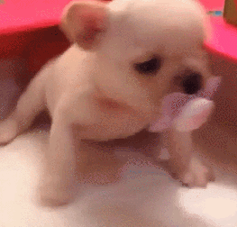 这个世界有种萌，你连看都不敢看-11.gif