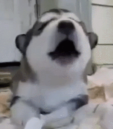 这个世界有种萌，你连看都不敢看-10.gif