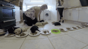 这个世界有种萌，你连看都不敢看-13.gif
