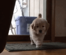 这个世界有种萌，你连看都不敢看-12.gif