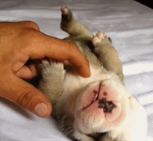 这个世界有种萌，你连看都不敢看-14.gif
