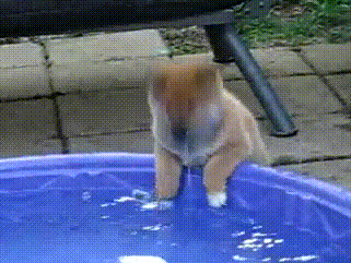这个世界有种萌，你连看都不敢看-15.gif