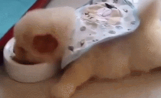这个世界有种萌，你连看都不敢看-16.gif