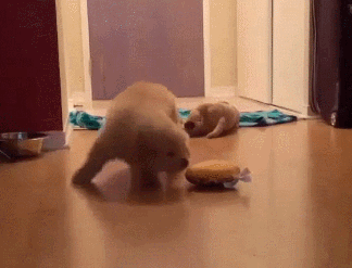 这个世界有种萌，你连看都不敢看-17.gif