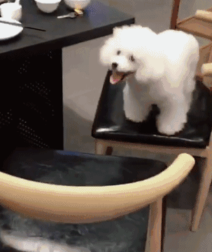 网友带带狗狗去陪自己吃火锅，能看不能吃的它委屈哭了……-5.gif