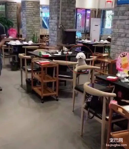 网友带带狗狗去陪自己吃火锅，能看不能吃的它委屈哭了……-1.jpg