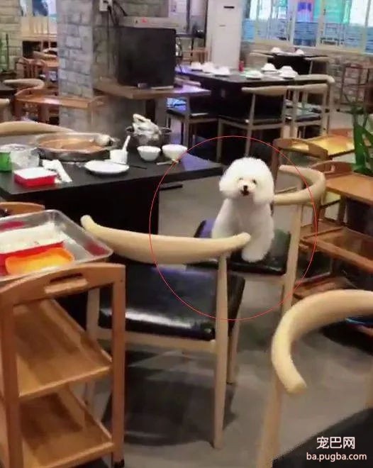 网友带带狗狗去陪自己吃火锅，能看不能吃的它委屈哭了……-2.jpg