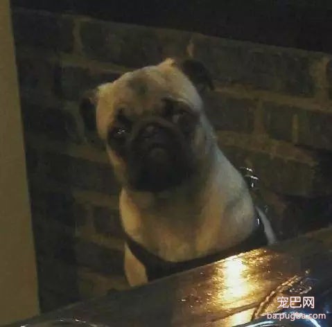 网友带带狗狗去陪自己吃火锅，能看不能吃的它委屈哭了……-9.jpg