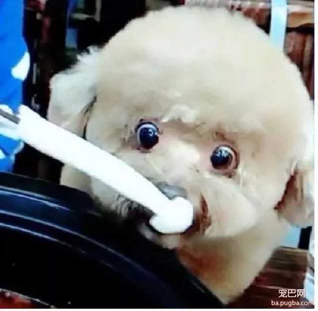 网友带带狗狗去陪自己吃火锅，能看不能吃的它委屈哭了……-10.jpg