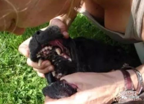 图解丨狗狗突然呼吸停止该怎么办-2.jpeg