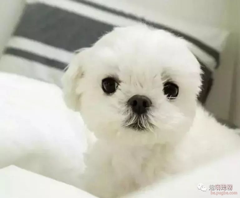 狗狗怎么交配？狗狗配种的4个正确方法-1.jpeg