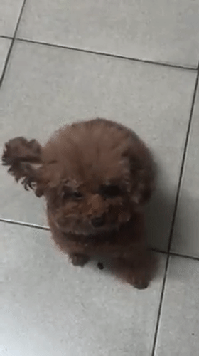 小贵宾长了双超级灵活的小飞耳，看完想问这是混到了小飞象？-3.gif