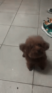 小贵宾长了双超级灵活的小飞耳，看完想问这是混到了小飞象？-4.gif