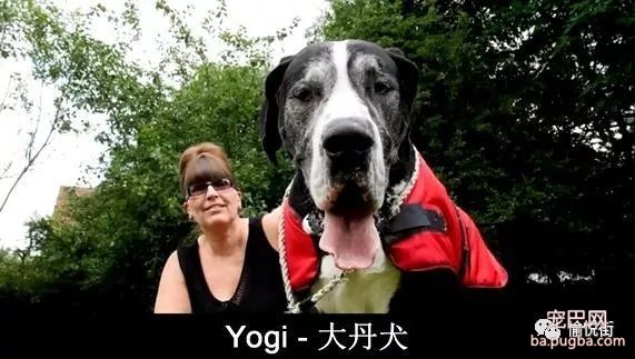 吉尼斯世界纪录，世界顶级的五个最大的狗！-3.jpeg