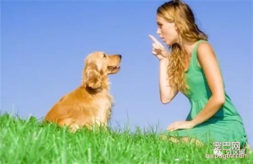 训练狗狗的方法大全 教你如何跟你的爱犬沟通-1.jpeg