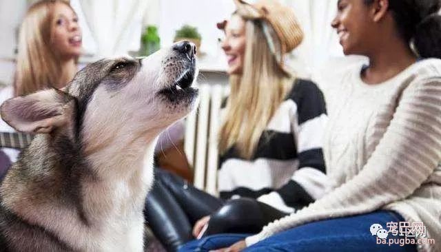 训练狗狗的方法大全 教你如何跟你的爱犬沟通-2.jpeg