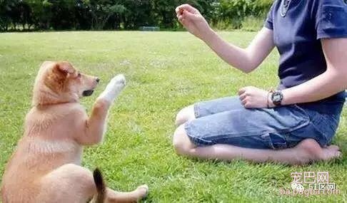 训练狗狗的方法大全 教你如何跟你的爱犬沟通-7.jpeg