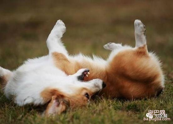 训练狗狗的方法大全 教你如何跟你的爱犬沟通-5.jpeg