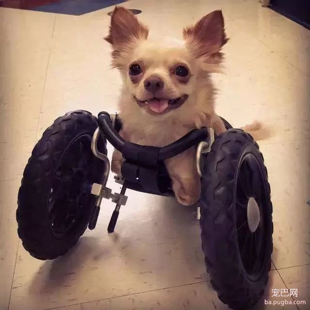 残疾狗狗和鸡成了好朋友，这画面太有爱了！-1.jpg