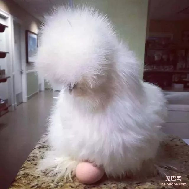 残疾狗狗和鸡成了好朋友，这画面太有爱了！-2.jpg