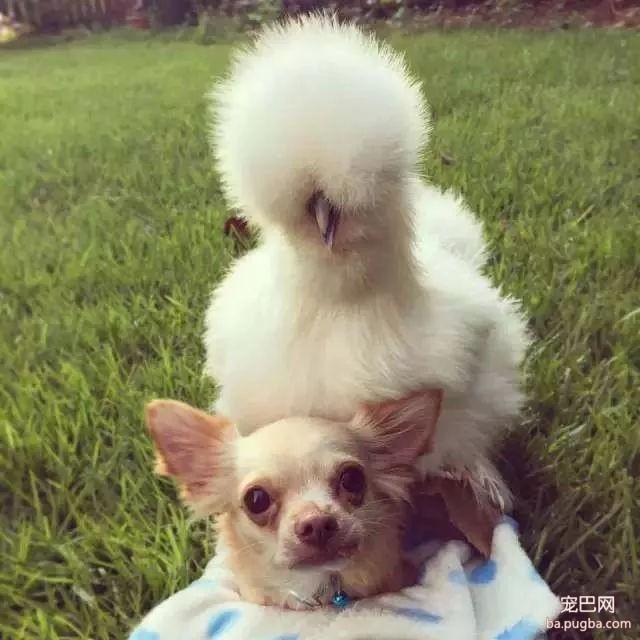 残疾狗狗和鸡成了好朋友，这画面太有爱了！-10.jpg