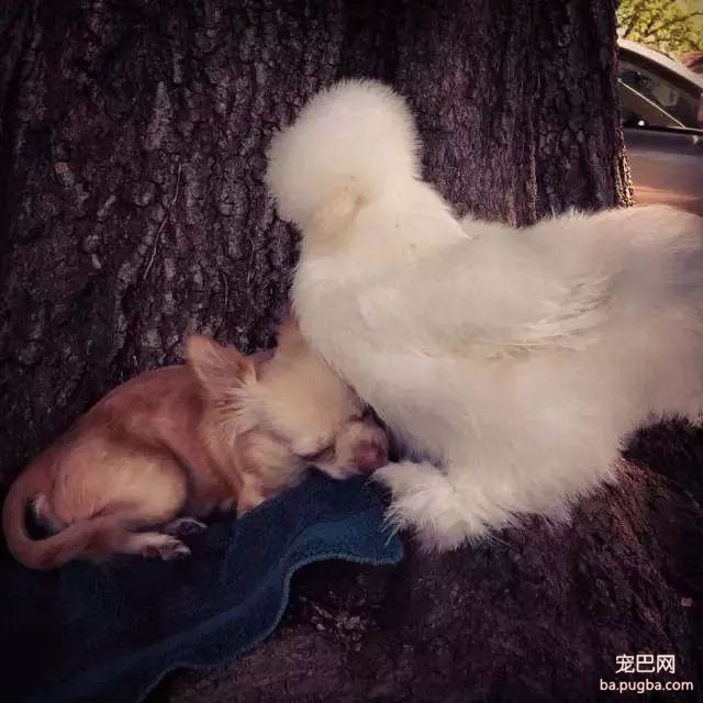 残疾狗狗和鸡成了好朋友，这画面太有爱了！-6.jpg