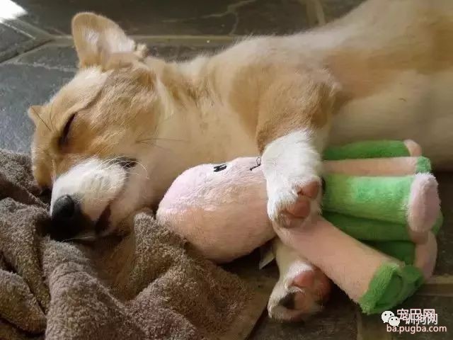 狗子和主人生活在一起时间久了，会不会以为自己是个人？细思极恐-3.jpeg