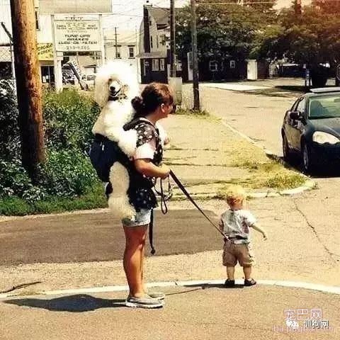 狗子和主人生活在一起时间久了，会不会以为自己是个人？细思极恐-2.jpeg
