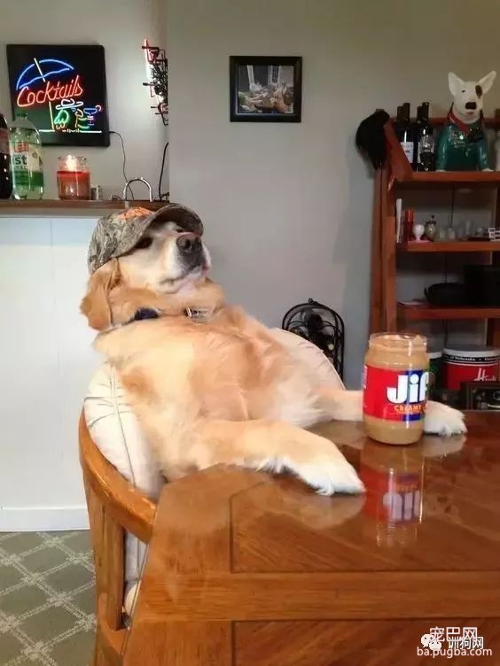 狗子和主人生活在一起时间久了，会不会以为自己是个人？细思极恐-6.jpeg