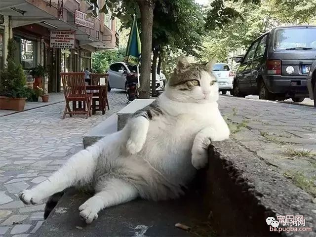 狗子和主人生活在一起时间久了，会不会以为自己是个人？细思极恐-5.jpeg
