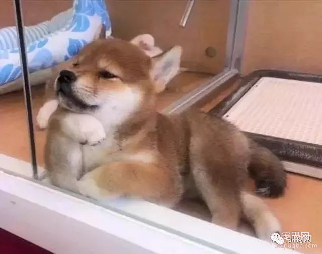 狗子和主人生活在一起时间久了，会不会以为自己是个人？细思极恐-7.jpeg
