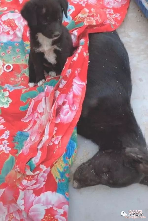 狗妈妈死后尸体冰凉，小奶狗含泪守候，用自己的身子帮妈妈取暖！-2.jpeg
