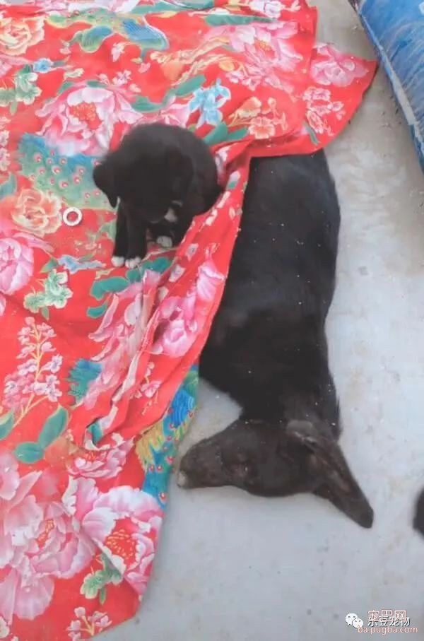 狗妈妈死后尸体冰凉，小奶狗含泪守候，用自己的身子帮妈妈取暖！-4.jpeg