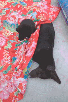 狗妈妈死后尸体冰凉，小奶狗含泪守候，用自己的身子帮妈妈取暖！-6.gif