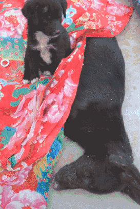 狗妈妈死后尸体冰凉，小奶狗含泪守候，用自己的身子帮妈妈取暖！-5.gif